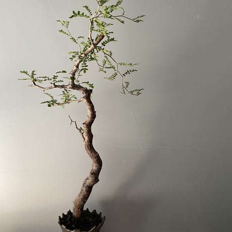 発根済 モンストローサ MO-07  × S.N.Pot " 長鉢"- crown - 4号鉢 ［作家  "根本峻吾"］