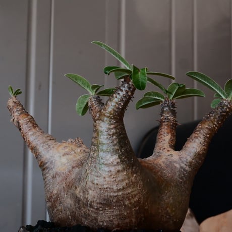 マカイエンセ  φ10cm  - 魔界玉- ［No.43］  ×  松野然 【 ZEN 】3.5号 植木鉢