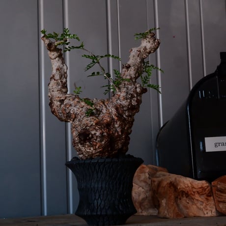 オペルクリカリア パキプス φ10cm［No.21］  × 沖誠 作「Bark / deep cylinder 」 3号 植木鉢 笠間焼