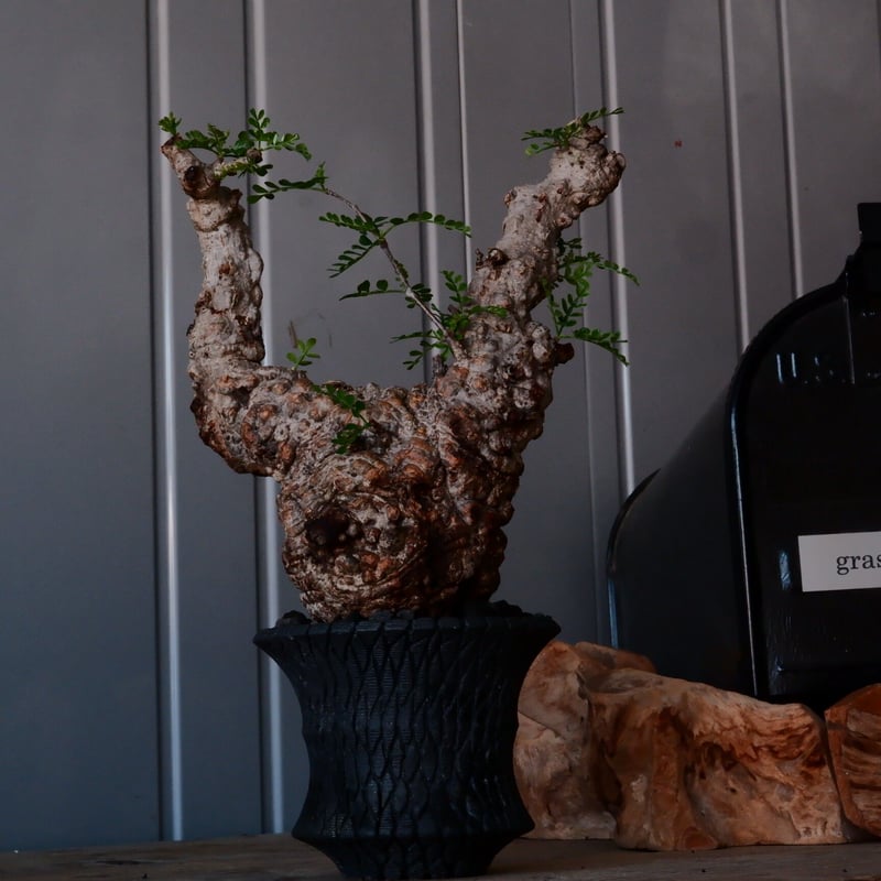 オペルクリカリア パキプス φ10cm［No.21］ × 沖誠 作「Bark