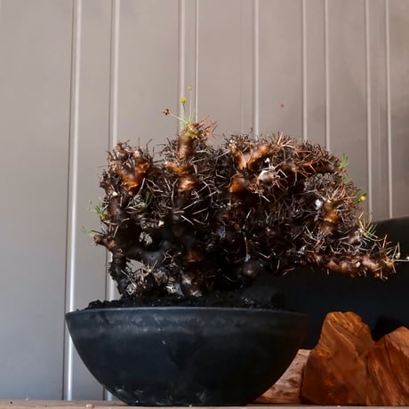 【 大株 】オトンナ ユーフォルビオイデス ［No.89］ ×  8号 浅鉢 植木鉢