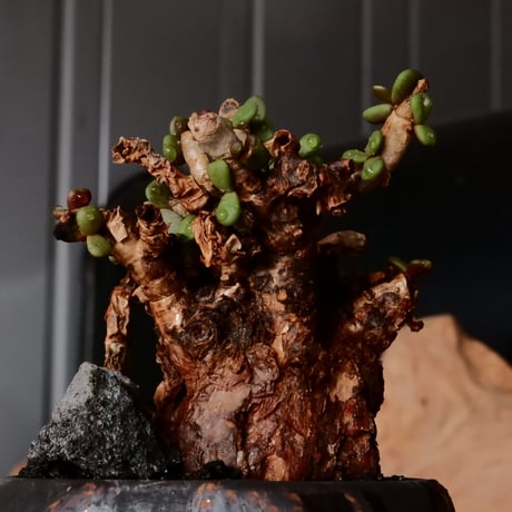 ケラリア ピグマエア［No.73］  × 磯部祐介 作品【 円 - 闇堕ち - 】2.5号 植木鉢 笠間焼