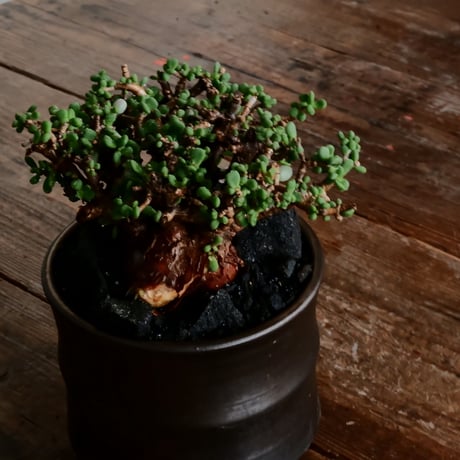 ケラリア ピグマエア 発根済［No.20］  × 松野 然 作 「ZEN」 4号 植木鉢