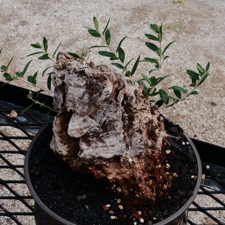 Old Olive 古木オリーブ［No.01］× 根本峻吾 作品【 S.N POT type.slim - low「 迅雷 」φ25cm 】植木鉢  笠間焼
