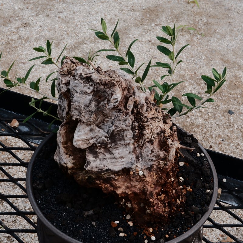Old Olive 古木オリーブ［No.01］× 根本峻吾 作品【 S.N POT