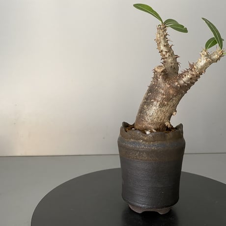 発根済 超チビ マカイエンセ 魔界玉 現地株 BG-146 × S.N.Pot - crown - 2号鉢 ［作家  "根本峻吾"］