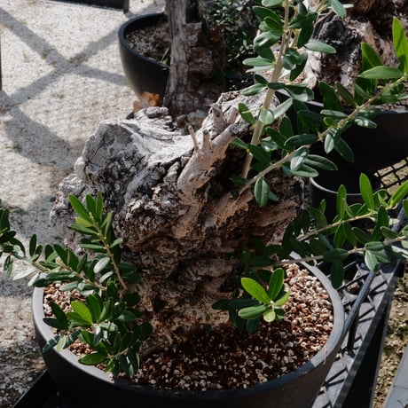 Old Olive 古木オリーブ［No.04］× 10号皿鉢 (φ30cm)