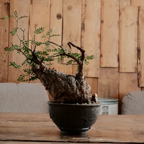 オペルクリカリア パキプス φ10cm［No.7］  ×  磯部祐介 作「 円 - en -  金剛 / 飛び鉋 浅鉢 ver. 」4号 植木鉢