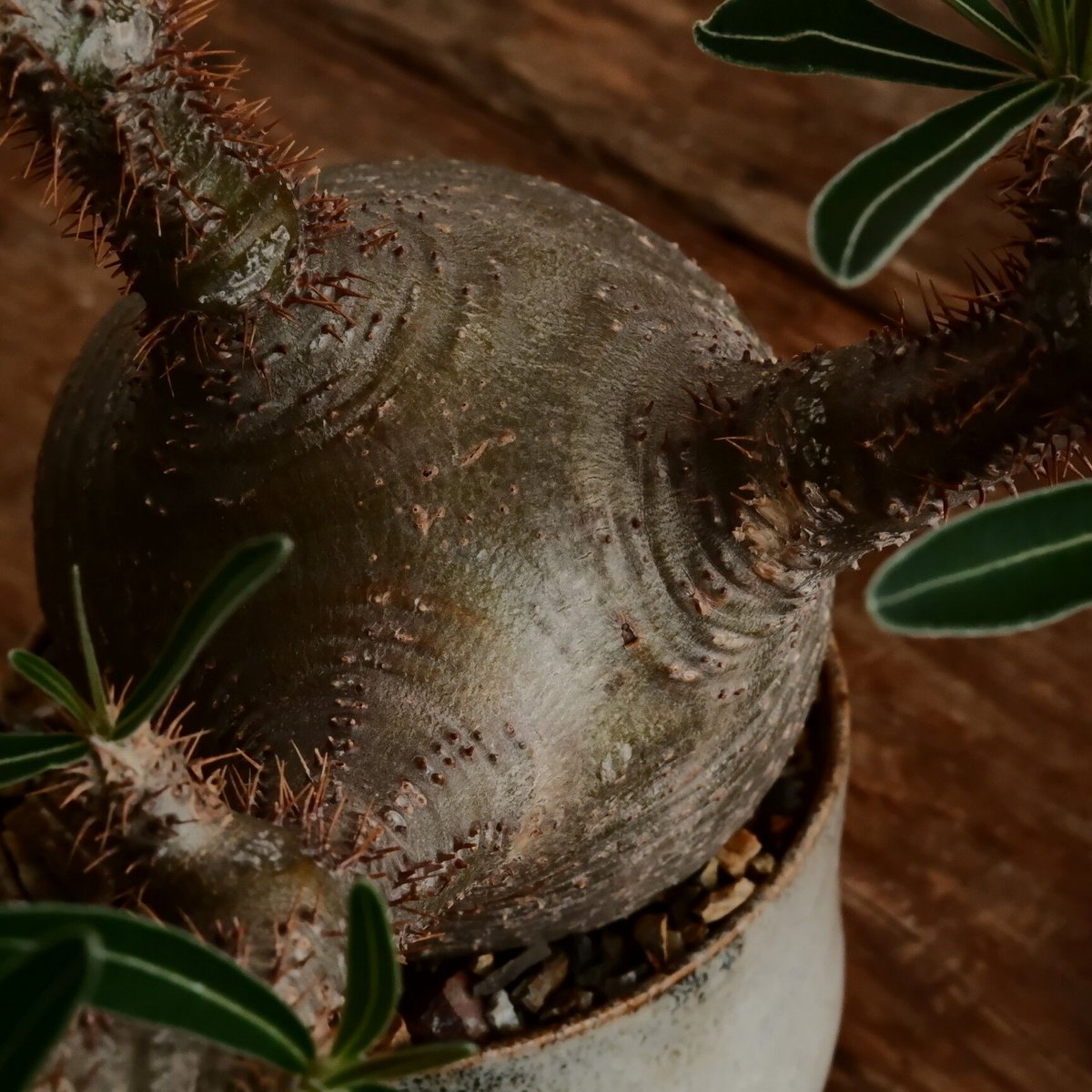 グラキリス M - 象牙宮- ［No.184］ × 鈴木まるみ 作 3.5号 植木鉢 笠