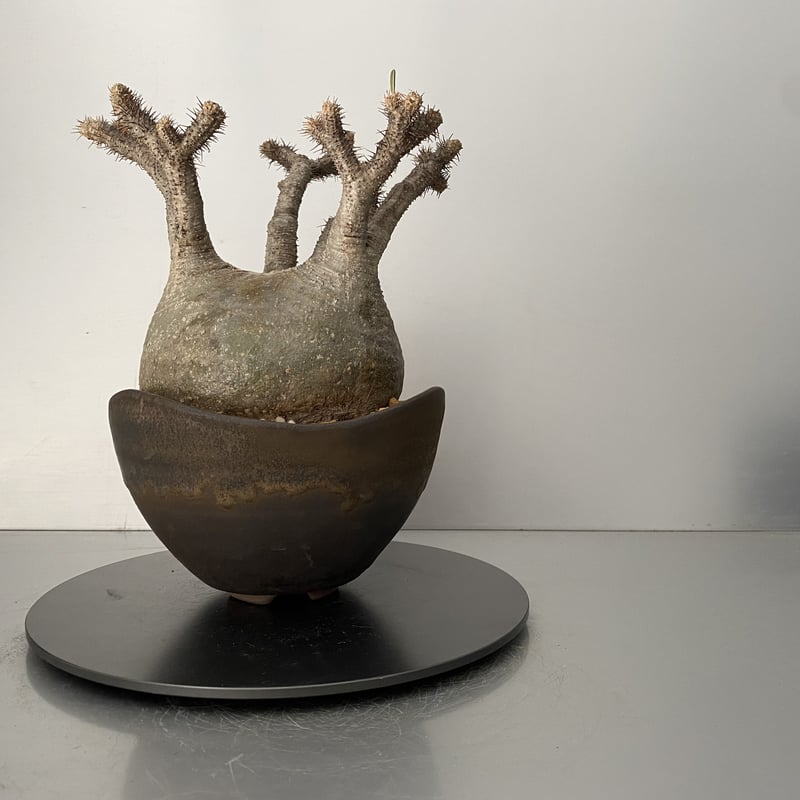 発根済 扁平 グラキリス BG-202 × S.N.Pot 