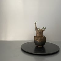 発根済 超チビ マカイエンセ BG-163 × S.N.Pot "丸"- crown - 2号鉢 ［作家  "根本峻吾"］