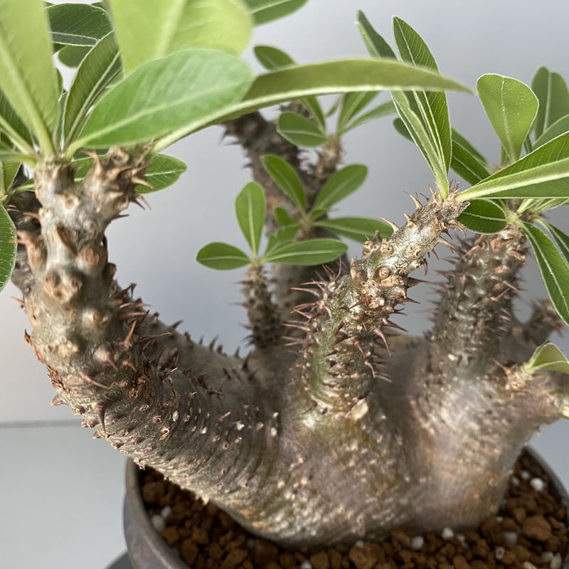 発根済 マカイエンセ 魔界玉 現地株 BG-141 × S.N.Pot - horizon -