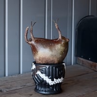 グラキリス 現地球 根本峻吾⁡鉢付き 美株 発根済み 長期管理株 大株