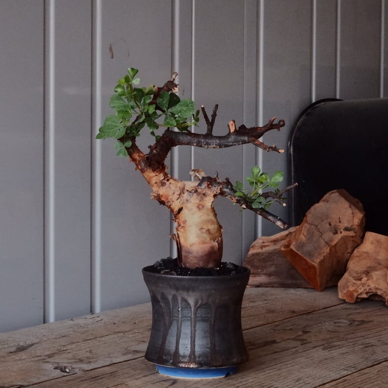 コミフォラ カタフ ピュア［No.02］ × 杉山悠 作 φ10.5cm 植木鉢 笠間