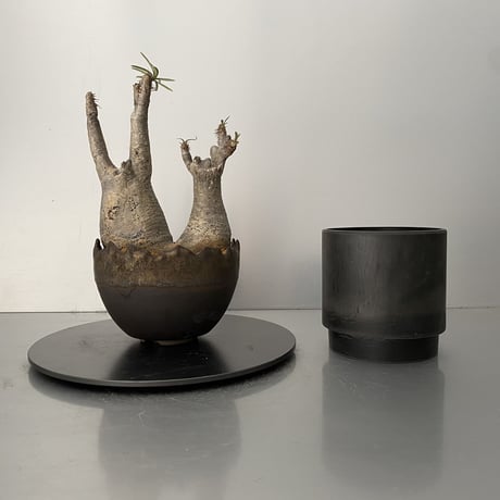 綴化 セッカ ダブルヘッド グラキリス 発根済 BG-200 × S.N.Pot "丸"- crown - 4号鉢 ［作家  "根本峻吾"］
