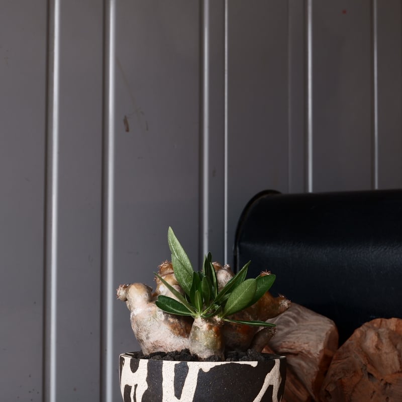 パキポディウム ブレビカリックス 輸入株 発根済［No.9］ × 沼野秀章