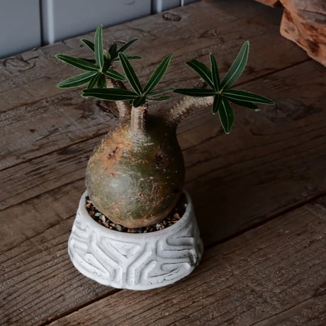 グラキリス φ8cm  - 象牙宮- ［No.34］  ×   根本峻吾 作 S.N POT type.cylinder - low「 月光ノ鐵」3号 植木鉢 笠間焼