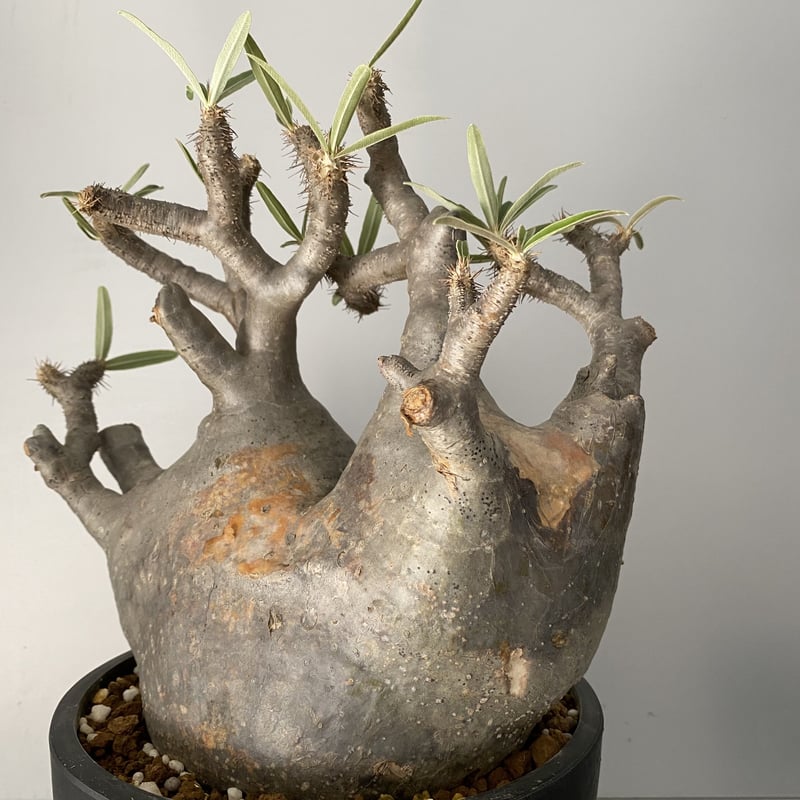 特大グラキリス