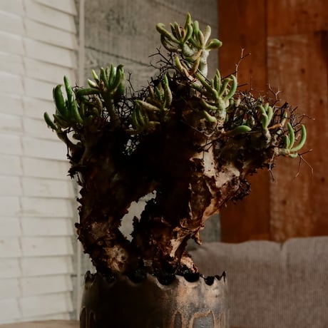 チレコドン レティキュラーツス 万物想［No.2］  ×   根本峻吾 作 S.N POT type.round「 黒焔  」3号 植木鉢 笠間焼