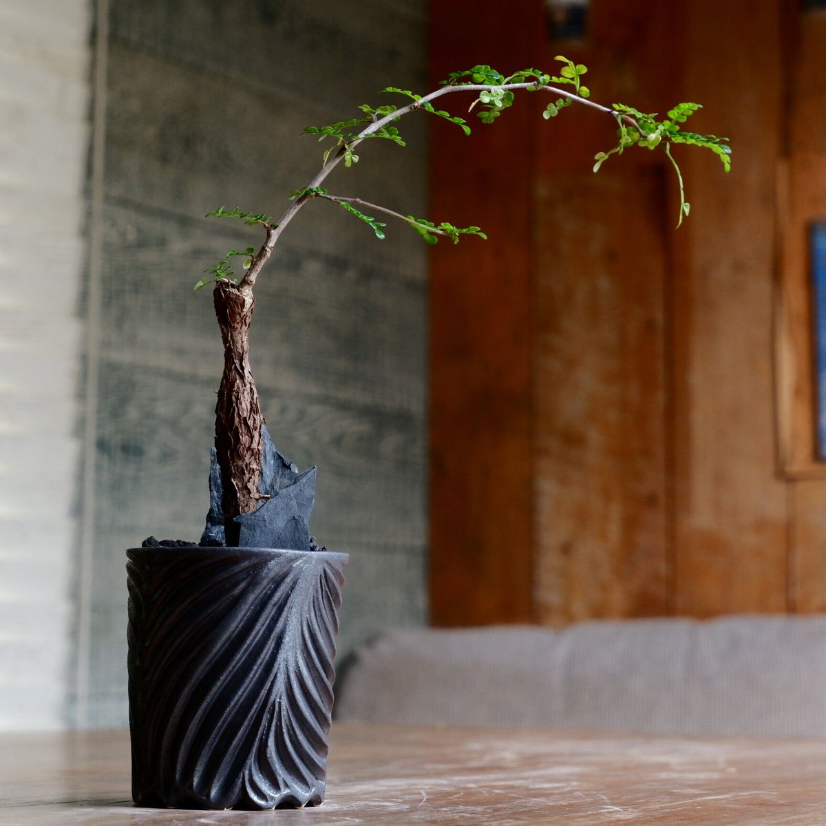極太巨木感低重心Bonsai激渋発根済オペルクリカリアデカリー