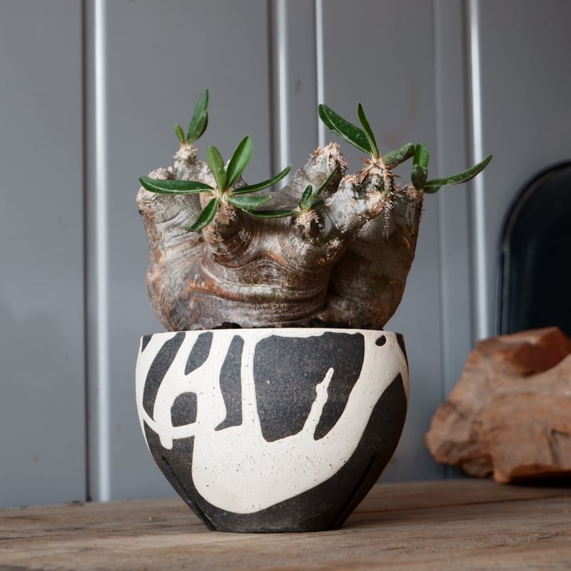 中株 パキポディウム ブレビカリックス 輸入株［No.20］ × 沼野秀章