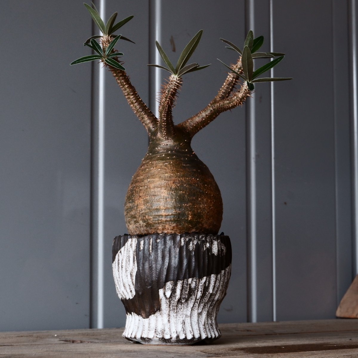 グラキリス現地球　根本峻吾鉢付き グラキリス現地球 根本峻吾鉢付き 【公式通販】