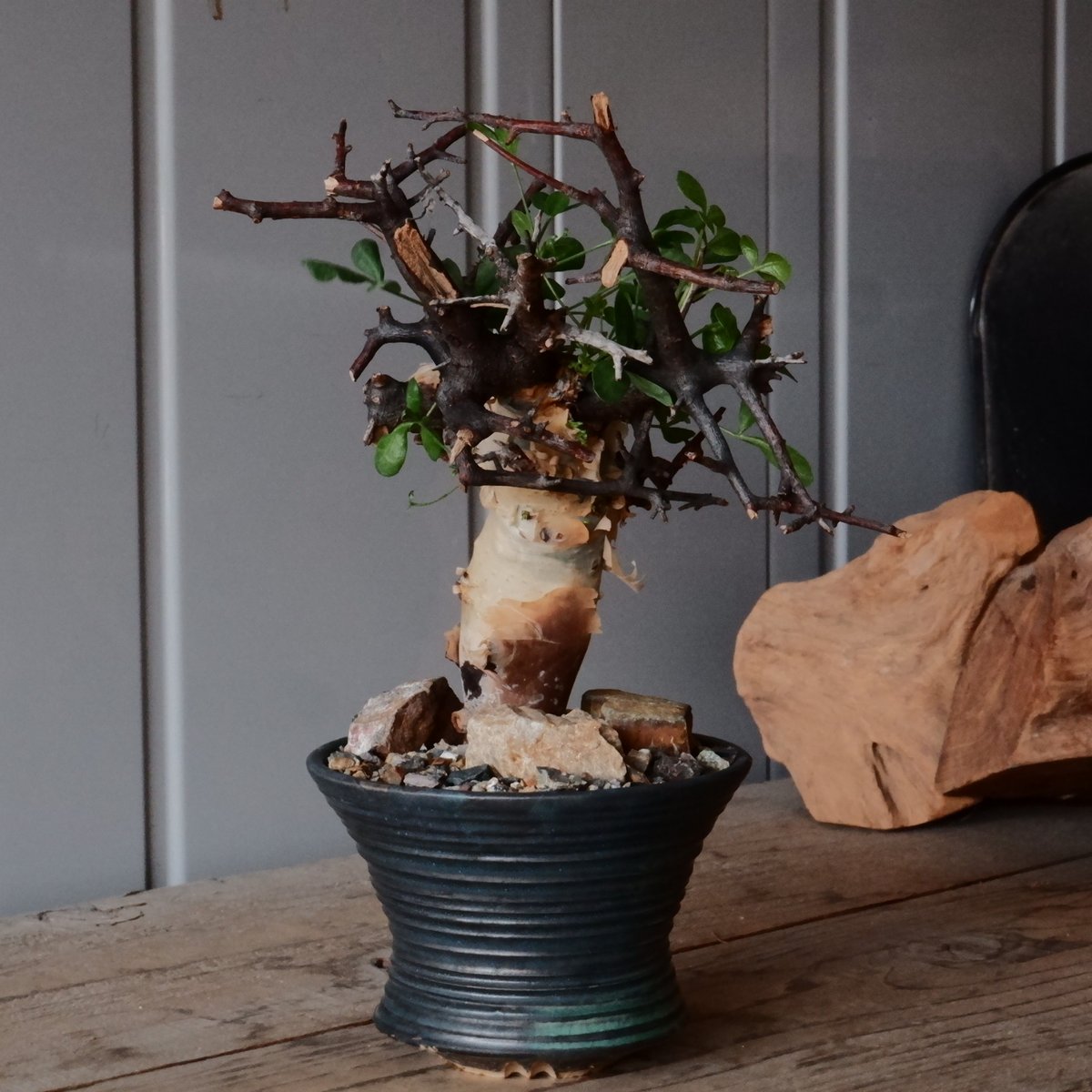 ④ 特大 コミフォラ カタフ ピュア ソマリア産 発根済 【公式通販】