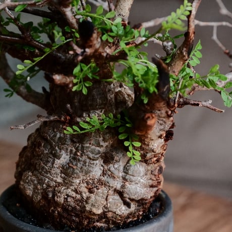 オペルクリカリア パキプス φ9cm［No.21］  ×  根本峻吾 作 S.N POT type.tall「 鐡 - kurogane - 」3号 植木鉢 笠間焼