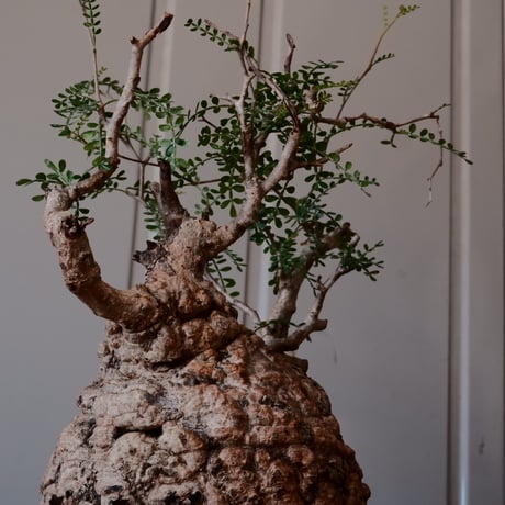 オペルクリカリア パキプス φ 14cm［No.09］  ×   與那嶺大輔 作 「琉球飛鉋」5号 植木鉢