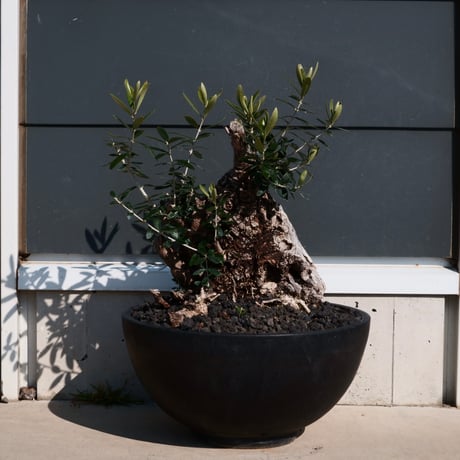 Old Olive 古木オリーブ［No.24］× 10号皿鉢 (φ30cm)