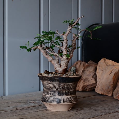 CATEGORY センナ メリディオナリス - Senna - | Botanical Holic CATEGORY センナ メリディオナリス - Senna - | Botanical Holic