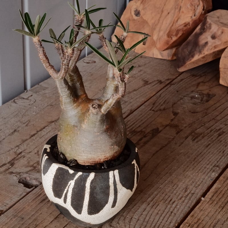 グラキリス φ9cm - 象牙宮 -［No.72］ × 沼野秀章 作「 黒ニ白 」3号