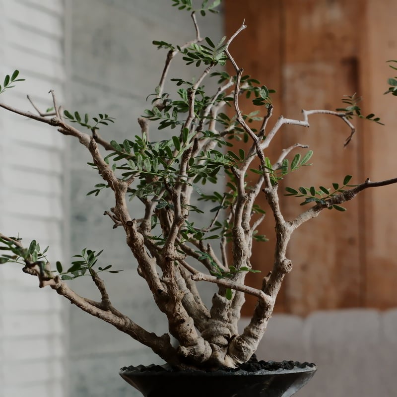 センナ メリディオナリス 現地球 鉢付き センナ メリディオナリス 現地球 鉢付き