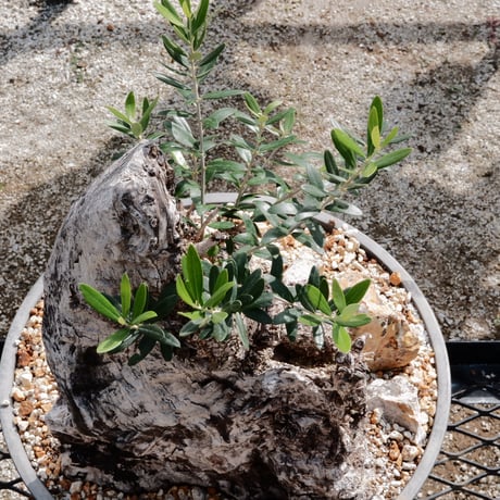 Old Olive 古木オリーブ［No.17］× 12号皿鉢 (φ36cm)