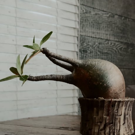 グラキリス - 象牙宮 -［No.54］  ×   沼野秀章 作「 刻ム音 」3号 植木鉢 笠間焼