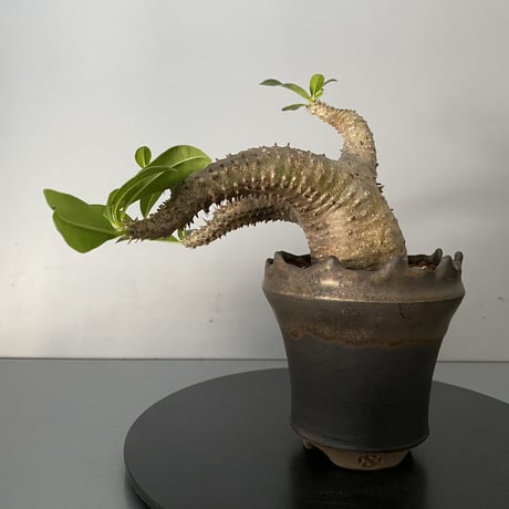 発根済 チビ マカイエンセ 魔界玉 現地株 BG-125 × S.N.Pot - crown - 3号鉢 ［作家  "根本峻吾"］