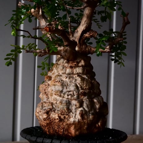 オペルクリカリア パキプス φ9cm［No.27］  × 沖誠 作品【 Bark / upper spread 】3号 植木鉢 笠間焼