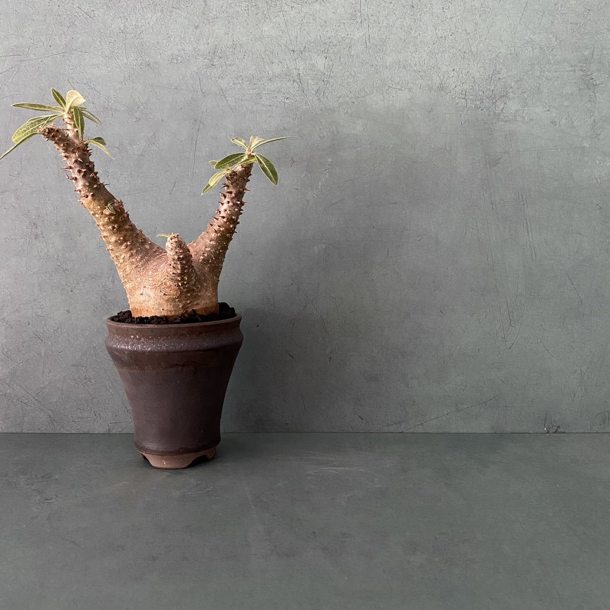 発根済 マカイエンセ BM-09 × S.N.Pot - horizon - 3号鉢 ［作家