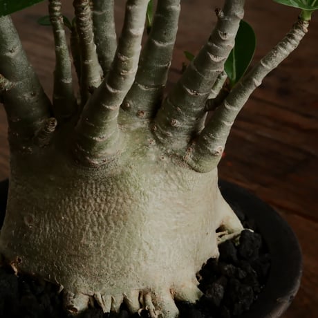 《美肌》アデニウム アラビカム " ドワーフ " φ10cm［No.12］  ×   沼野秀章 作「 black wrap 」4号 植木鉢 笠間焼