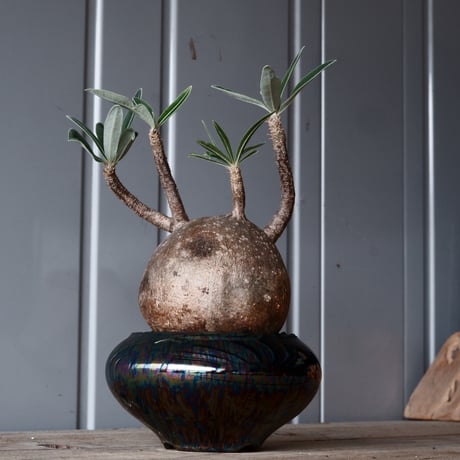 グラキリス φ10cm - 象牙宮-［No.50］× 坂本新 作 作品【 LUSTER BLACK 】3号 植木鉢 笠間焼