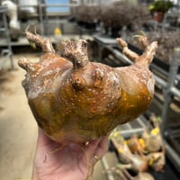 ［13］グラキリス 現地発根株 ［幹幅 20cm］