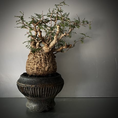 CATEGORY 小野瀬一 作 植木鉢 | Botanical Holic CATEGORY 小野瀬一 作 植木鉢 | Botanical Holic
