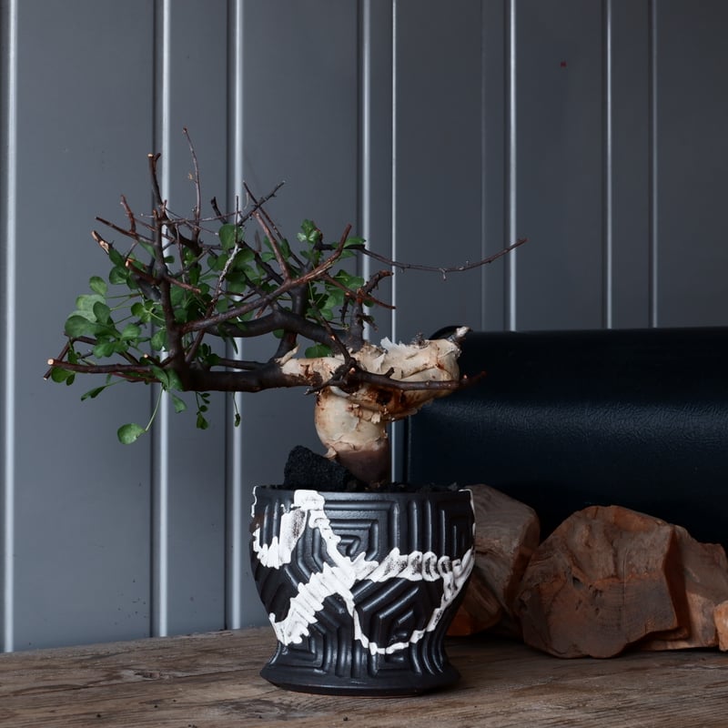 コミフォラ カタフ ピュア ソマリア産［No.13］ × 根本峻吾 作品【 S.N