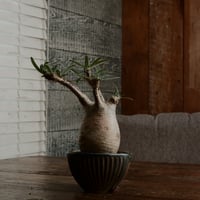 グラキリス  - 象牙宮 -［ No.37］  ×  森田昌求 作「 CLAW - M -」植木鉢 笠間焼