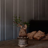 オペルクリカリア パキプス φ 8.5cm［No.36］  ×  森田昌求 作【 Abstract Scratch 】 4号 植木鉢 笠間焼