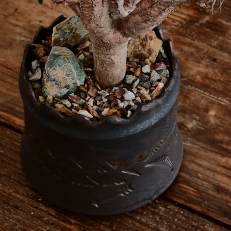 ユーフォルビア ギラウミニアナ［No.58］  ×   根本峻吾 作 S.N POT type.cylinder「  刻印 - kokuin - 」3号 植木鉢 笠間焼
