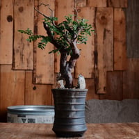 コミフォラ モンストローサ［No.25］  ×  磯部祐介 作「 瓦 - kawara - 金剛 tall ver.」4号 植木鉢 笠間焼