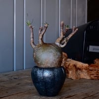 グラキリス φ10cm  - 象牙宮 -［No.221］  × 沖誠 作「 Rivet - 燻銀彩 - / round 」 3号 植木鉢 笠間焼