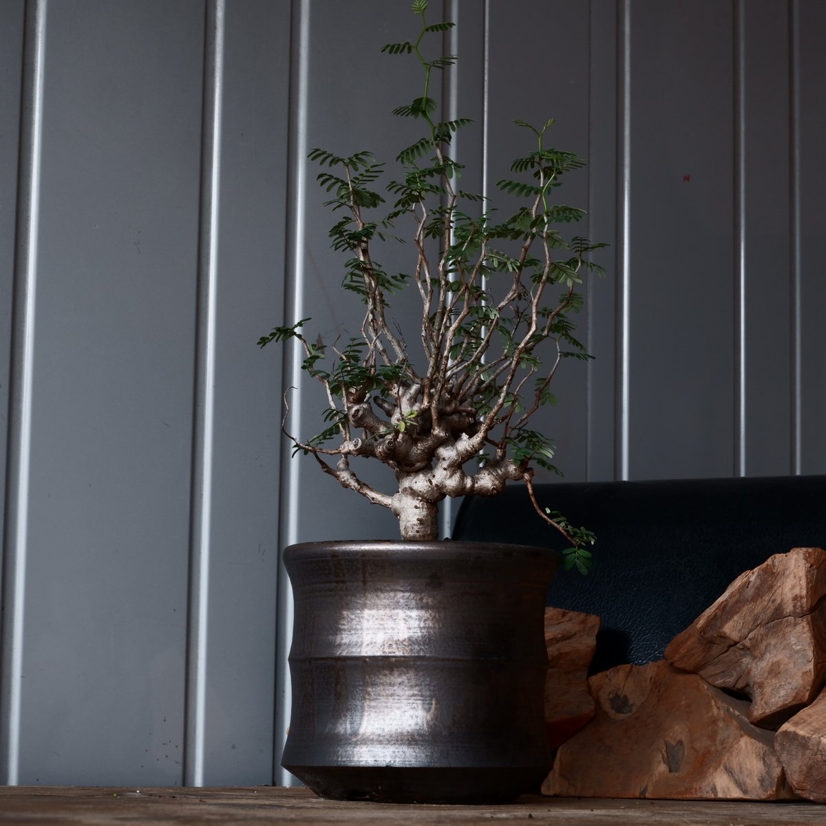 センナ メリディオナリス 輸入株［No.39］ × 松野 然 作 「ZEN」5.5号