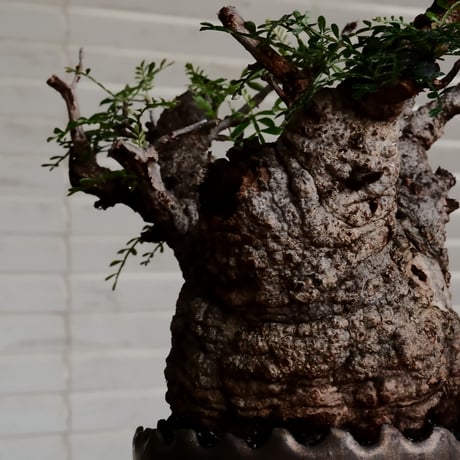 オペルクリカリア パキプス φ11cm［No.10］  ×    根本峻吾 作 S.N POT type.round「 黒焔 」 4号 植木鉢